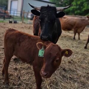 Dexter cow.calf pairs