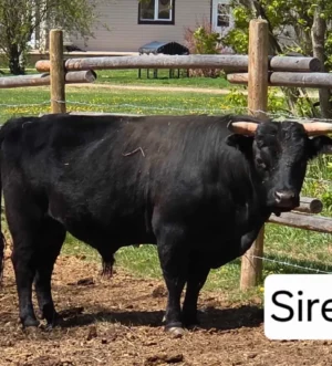 Dexter cow.calf pairs