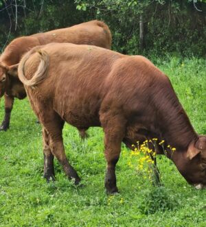 Taureau Limousin. Limousin Bull