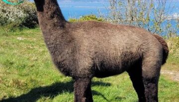 12. 3 Group of BAS registered males looking for new home 12. 3 Group of BAS registered males looking for new home