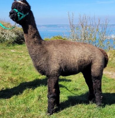 12. 3 Group of BAS registered males looking for new home