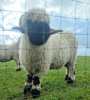 Pedigree Valais Blacknose shearling ram
