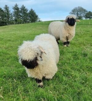 Pedigree Valais Blacknose shearling ram