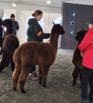 Alpacas