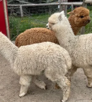 Alpacas