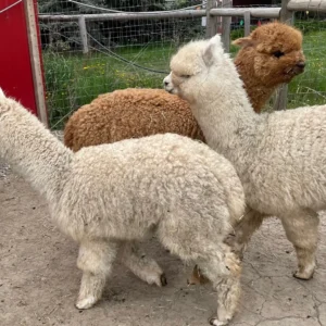 Alpacas