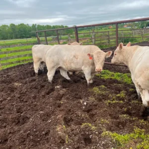 Charolais Bulls