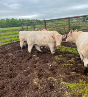Charolais Bulls