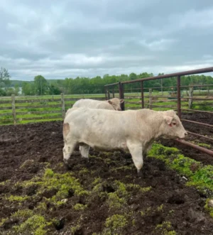 Charolais Bulls