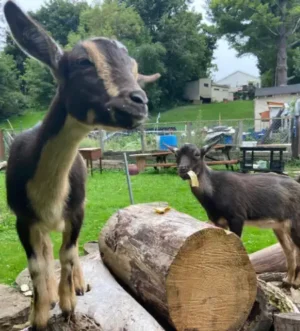 NIGERIAN DWARF GOATS $1400 Pickering