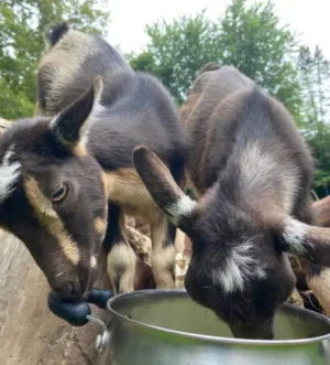 NIGERIAN DWARF GOATS $1400 Pickering
