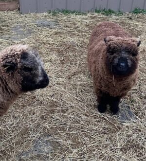 Southdown Babydoll Sheep Ewe & Ram
