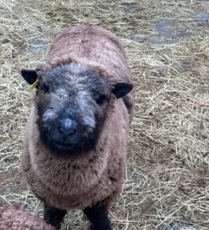 Southdown Babydoll Sheep Ewe & Ram