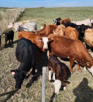 cows calf pairs for sale