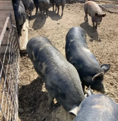 23. Pork for sale