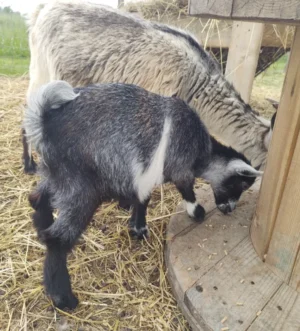 Pygmy baby goats