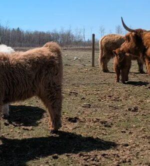 Dun Mini Scottish Highland Heifer