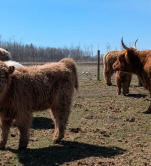 Dun Mini Scottish Highland Heifer