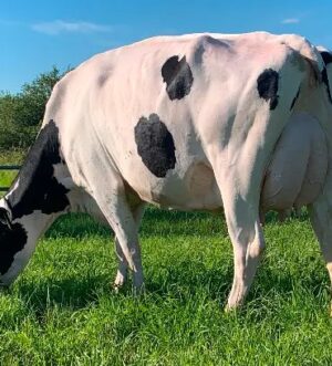 Nurse Cow & Family Milk Cows