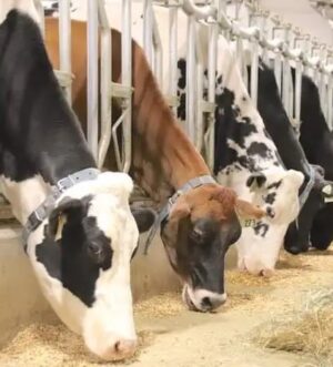 Nurse Cow & Family Milk Cows