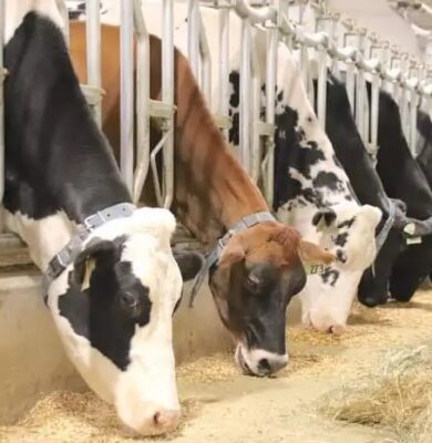 26. Nurse Cow & Family Milk Cows