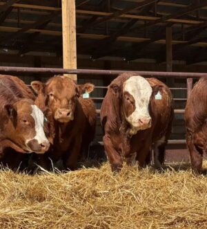 Simmental bulls