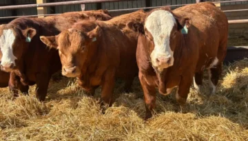 29.3 Simmental bulls 29.3 Simmental bulls