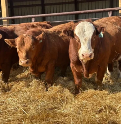 29.3 Simmental bulls