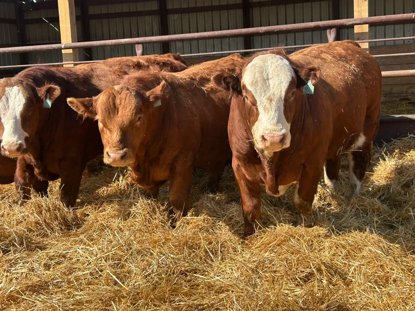 29.3 Simmental bulls 29.3 Simmental bulls