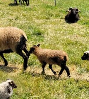 Purebred Icelandic sheep