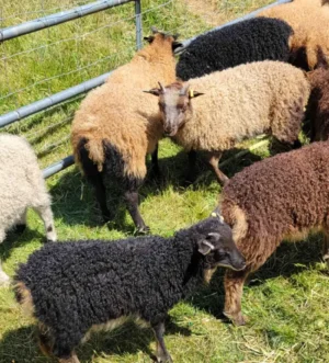 Purebred Icelandic sheep