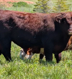 Lincoln Red Bull for sale