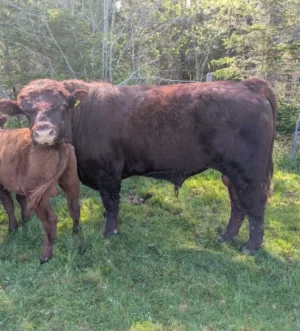 Lincoln Red Bull for sale