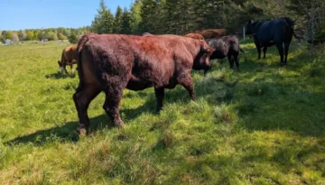 30, 3 Lincoln Red Bull for sale 30, 3 Lincoln Red Bull for sale