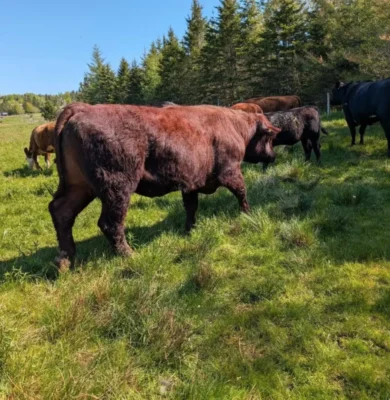 30, 3 Lincoln Red Bull for sale