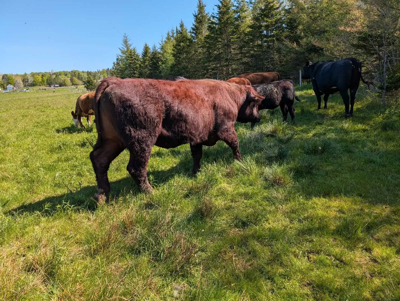 30, 3 Lincoln Red Bull for sale 30, 3 Lincoln Red Bull for sale