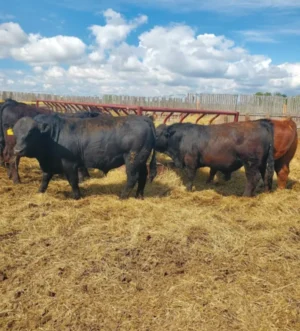PB Simmental Bulls