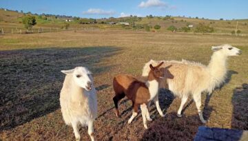 33.2 Llamas 33.2 Llamas