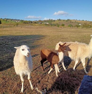 33.2 Llamas