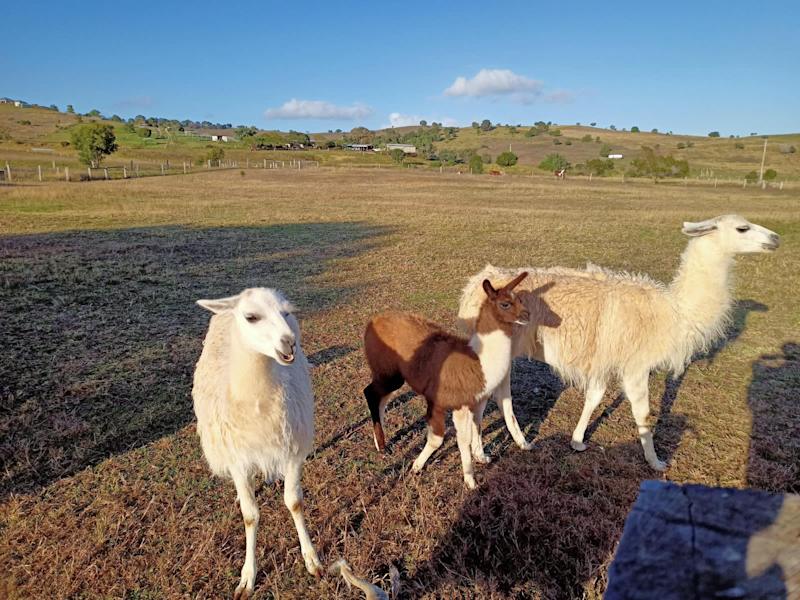 33.2 Llamas 33.2 Llamas