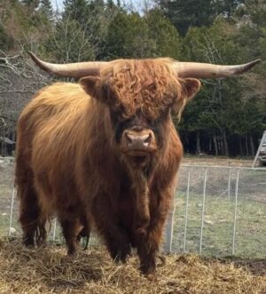 Registered Purebred Highland Bull