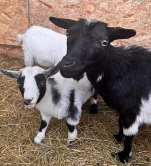 Nigeria Dwarf Goats