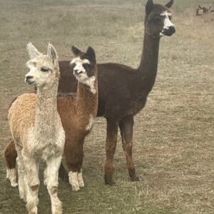 Fancy female alpaca with male cria