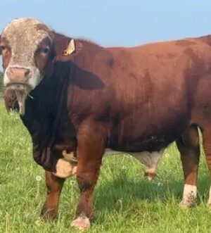 Register Simmental heifer bulls