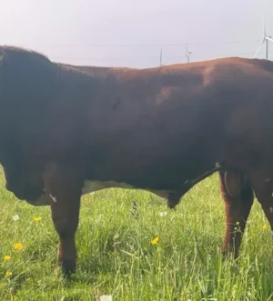 Register Simmental heifer bulls