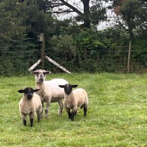 Greyfaced Dartmoor x Suffolk ewes