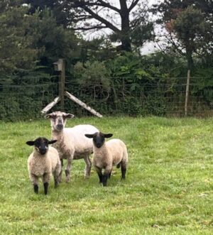 Greyfaced Dartmoor x Suffolk ewes